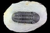 Bargain, Austerops Trilobite - Visible Eye Facets #119623-3